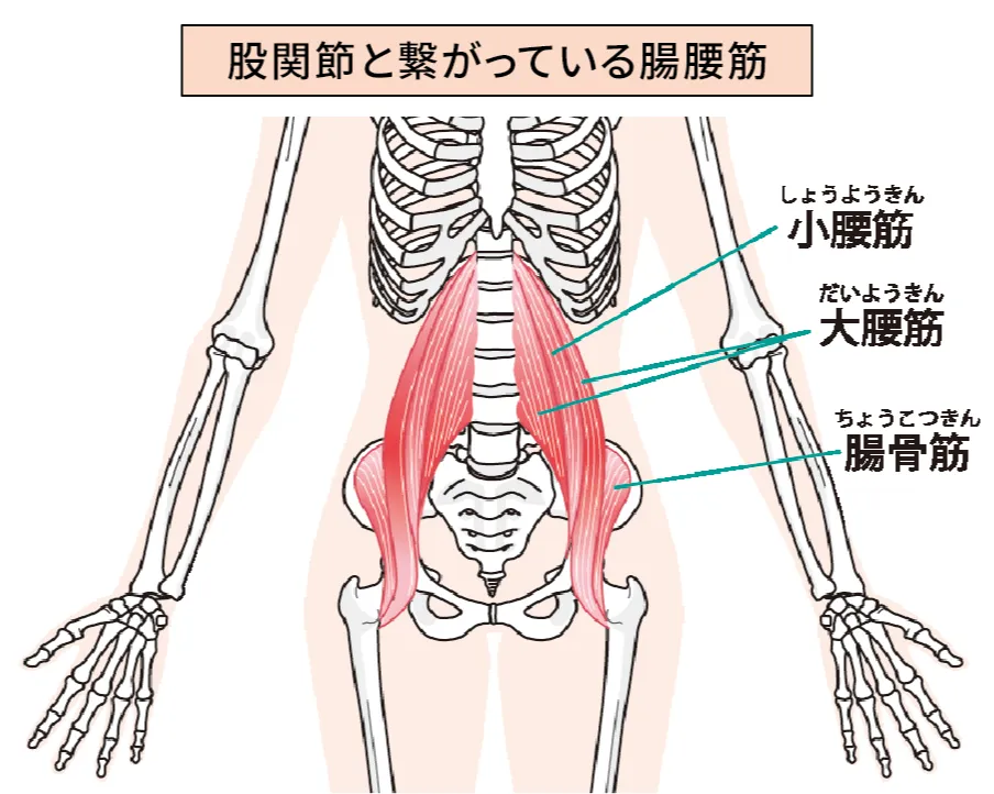 人体