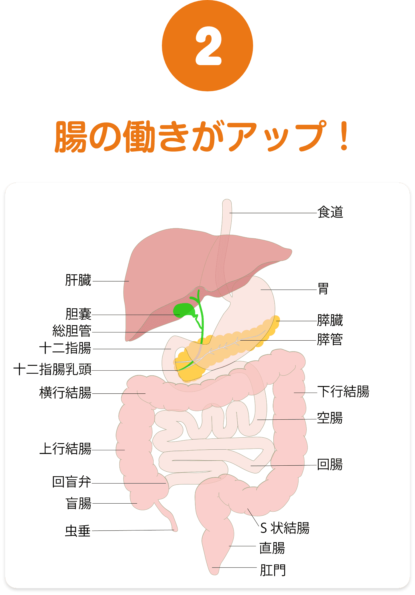 腸の働きがアップ！