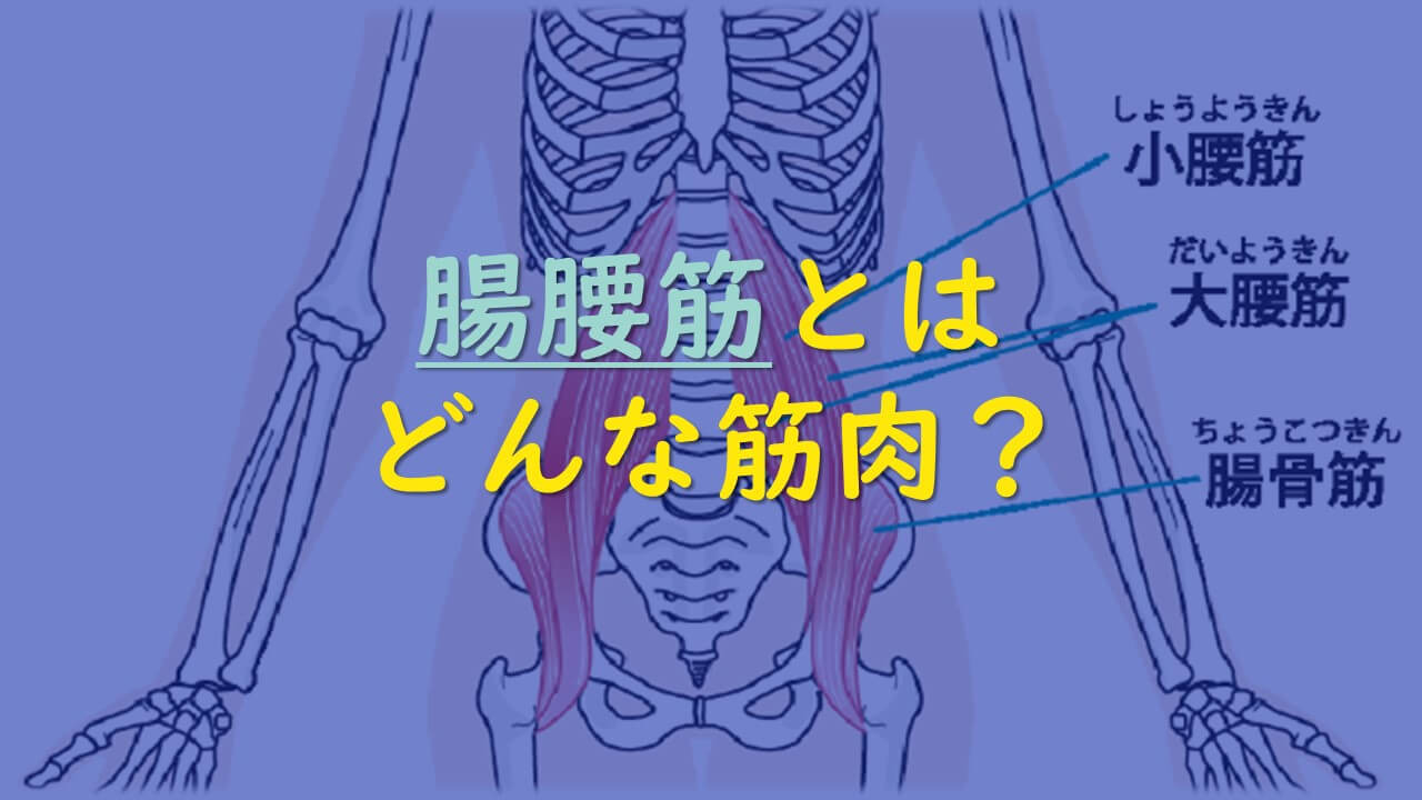2.腸腰筋とはどんな筋肉？