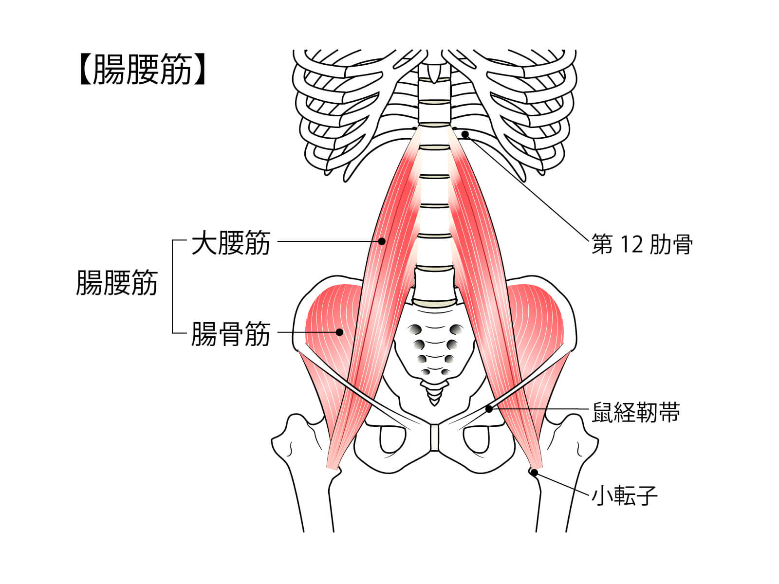 腸腰筋